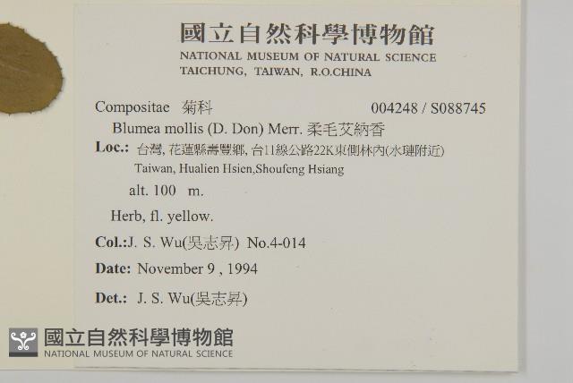 柔毛艾納香藏品圖，第2張