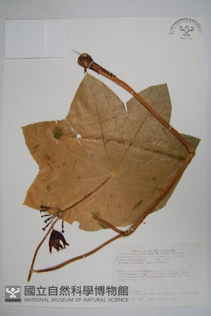 八角蓮藏品圖，第1張