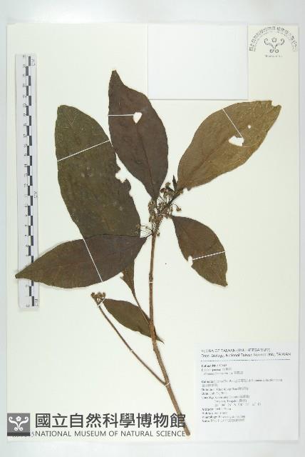 猴歡喜藏品圖，第1張