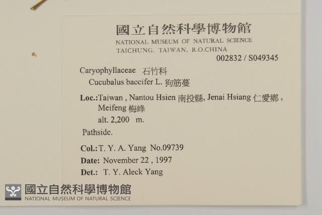 狗筋蔓藏品圖，第2張