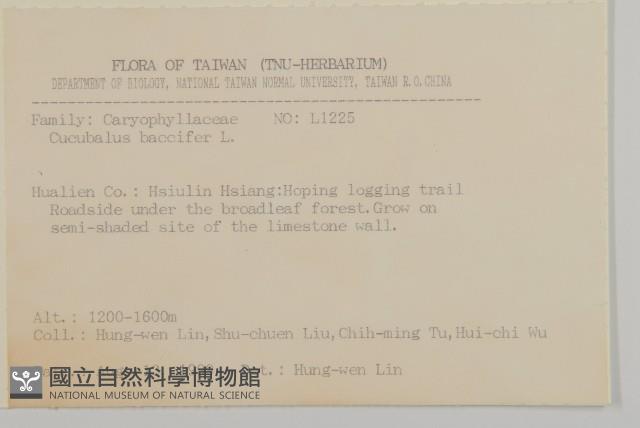 狗筋蔓藏品圖，第2張