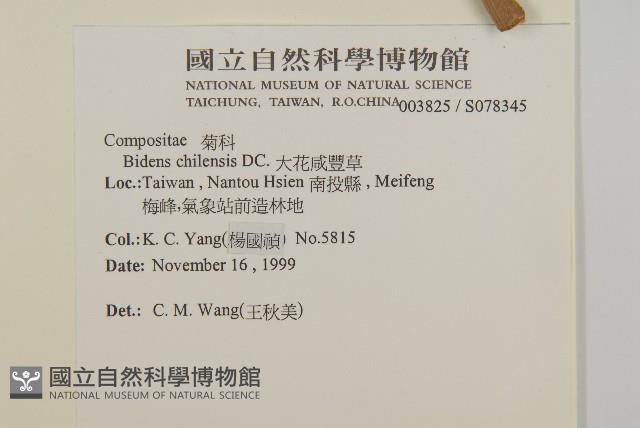 大花咸豐草藏品圖，第2張