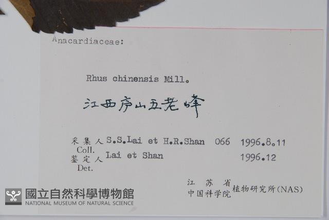 鹽膚木藏品圖，第2張