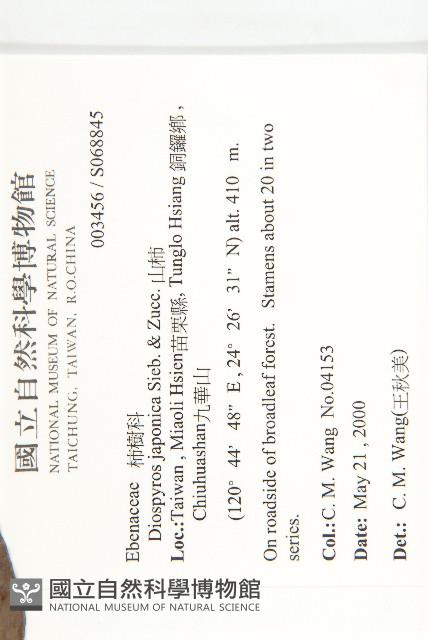 山柿, 山豆柿藏品圖，第2張