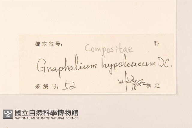 秋鼠麴草藏品圖，第2張