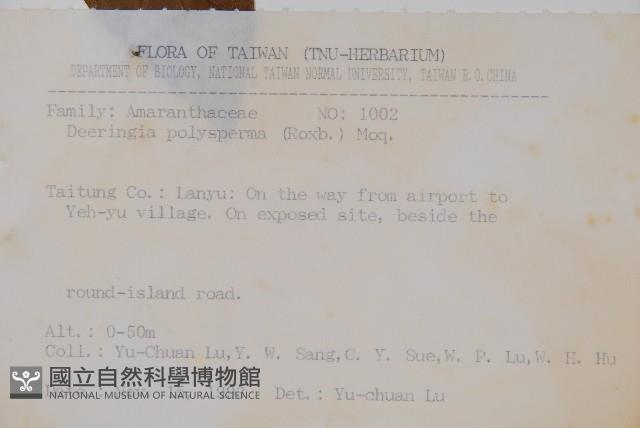 多子漿果莧藏品圖，第2張