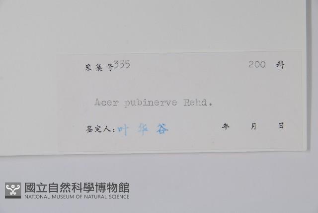 毛脈槭藏品圖，第2張