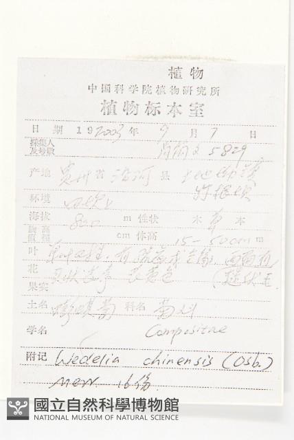 蟛蜞菊藏品圖，第2張