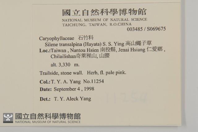 高山蠅子草藏品圖，第2張