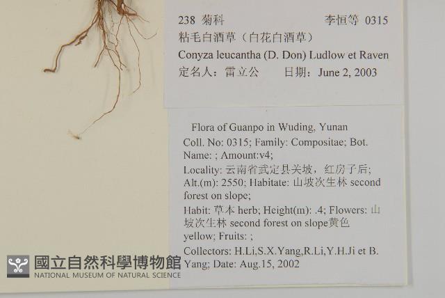 粘毛假蓬藏品圖，第2張