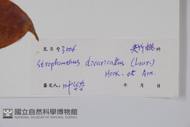 羊角扭藏品圖，第2張