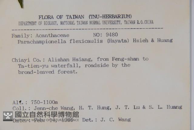 曲莖馬藍藏品圖，第2張