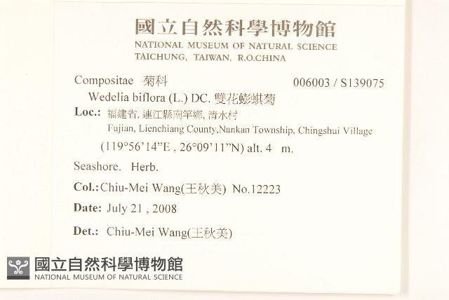 雙花蟛蜞菊藏品圖，第2張