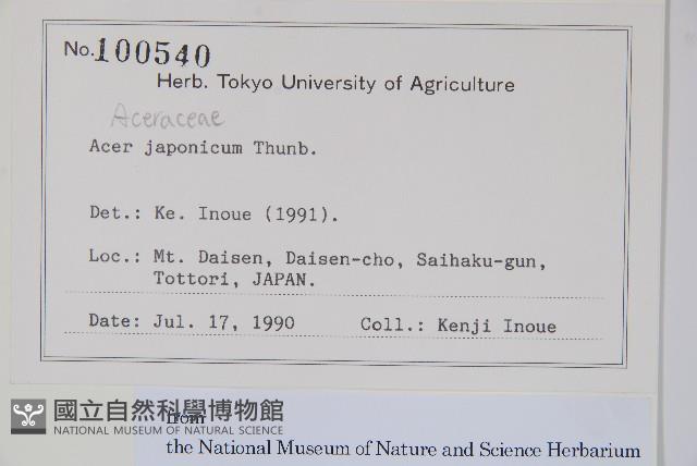 團扇槭藏品圖，第2張