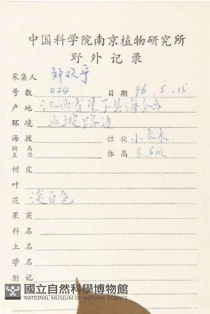 油柿藏品圖，第2張