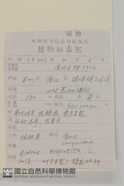 狼把草藏品圖，第2張