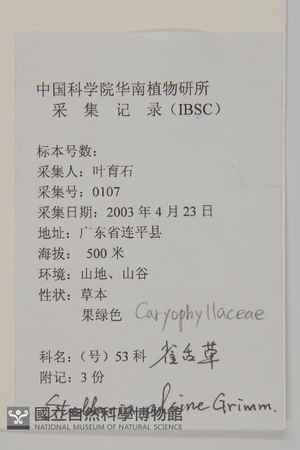 雀舌草藏品圖，第2張