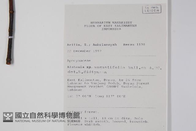 齒葉東北南星藏品圖，第2張