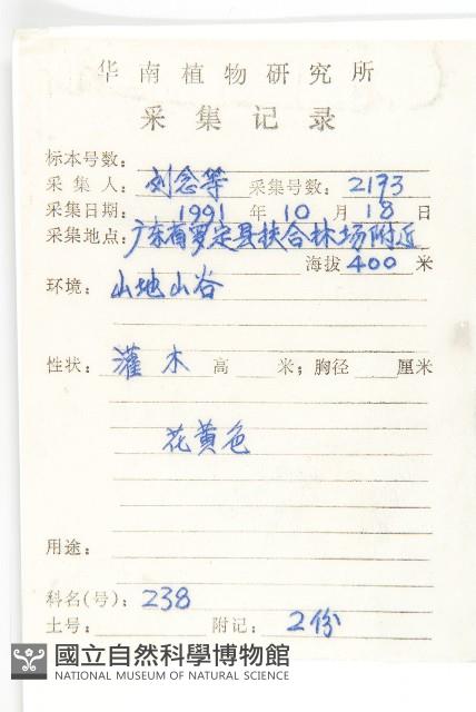 羊耳菊藏品圖，第2張