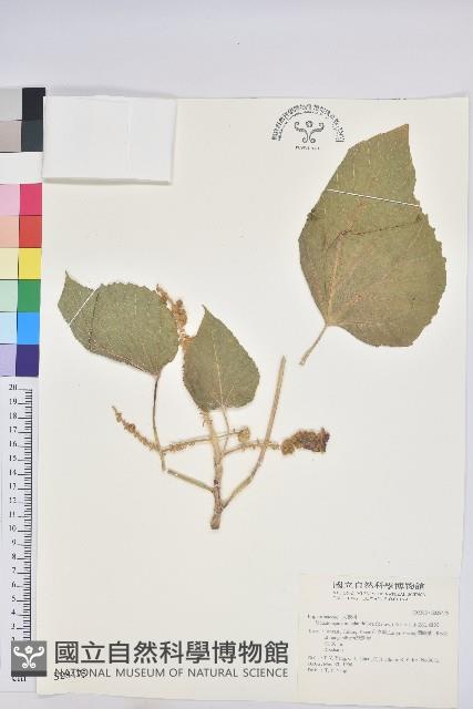 蟲屎藏品圖，第1張