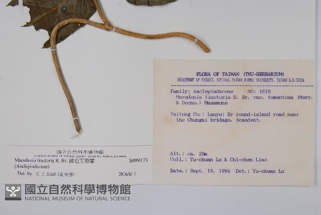 絨毛芙蓉蘭藏品圖，第2張