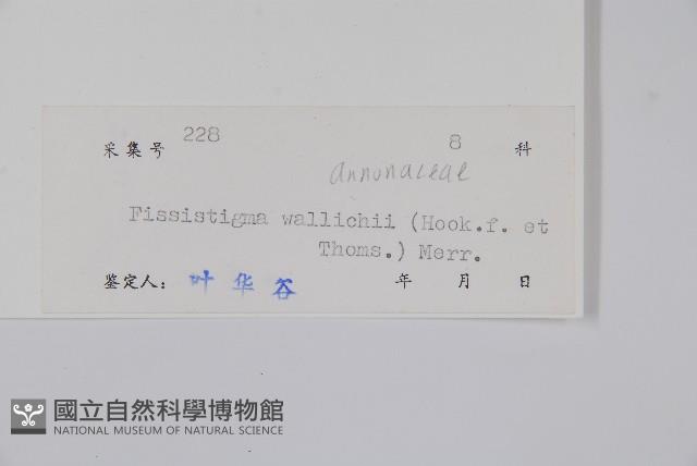 貴州瓜馥木藏品圖，第2張