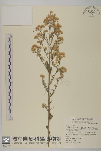 加拿大蓬藏品圖，第1張