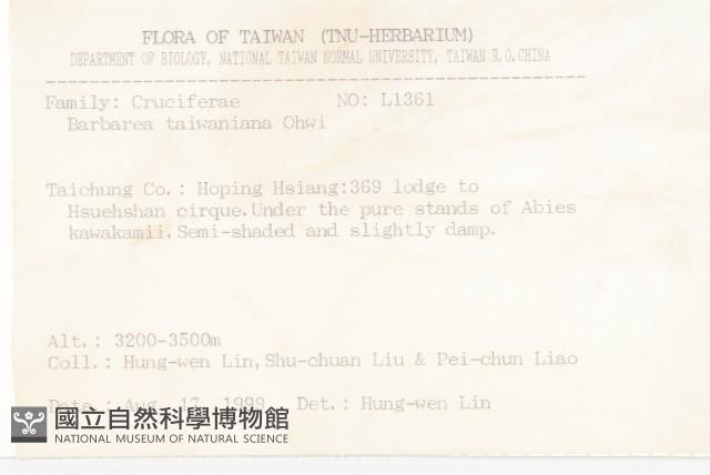 臺灣山芥菜藏品圖，第2張