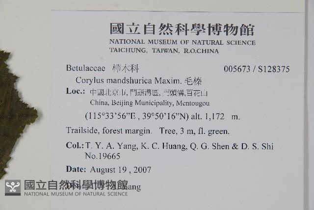 毛榛藏品圖，第2張