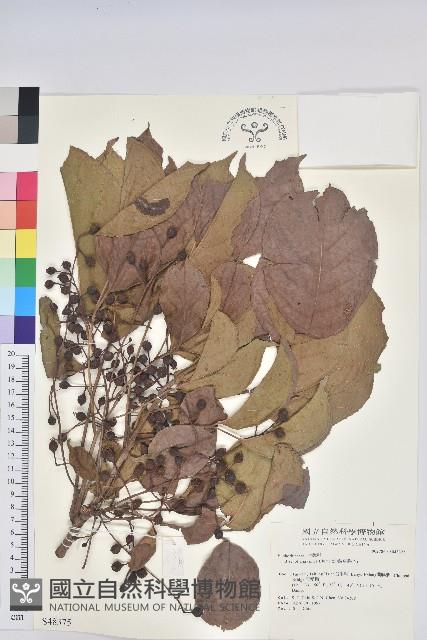 茄苳、重陽木藏品圖，第1張