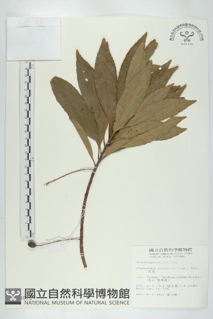 杜英、山杜英、蘭嶼杜英藏品圖，第1張