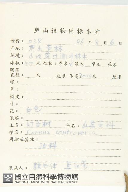 燈臺樹藏品圖，第2張