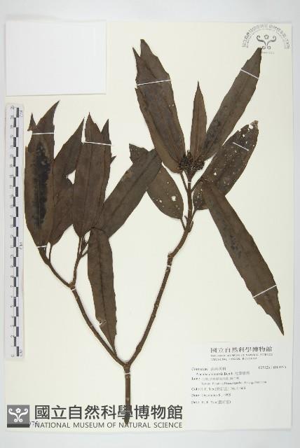 桃葉珊瑚藏品圖，第1張