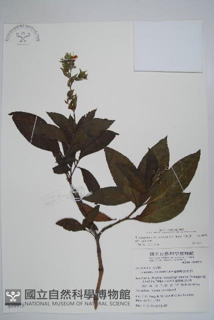 假酸漿藏品圖，第1張