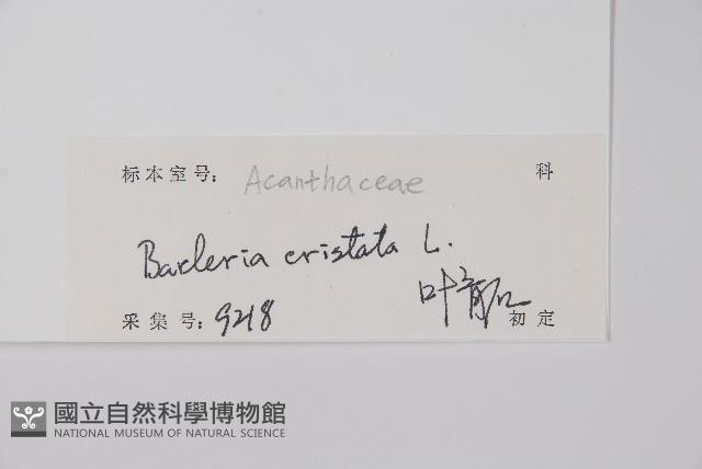 假杜鵑藏品圖，第2張