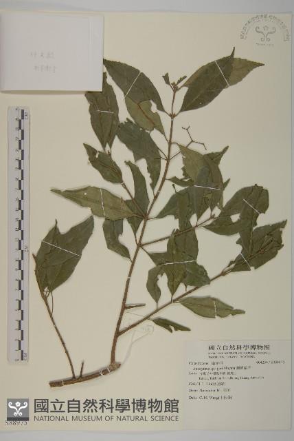 刺果衛矛藏品圖，第1張