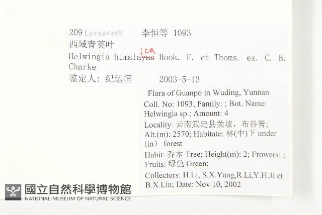 西藏青莢葉藏品圖，第2張