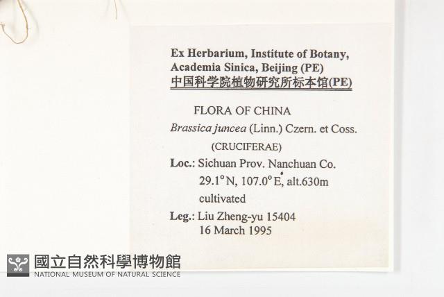 芥菜藏品圖，第2張