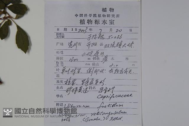 狹葉莢迷藏品圖，第2張