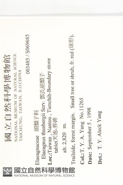 鄧氏胡頹子藏品圖，第2張