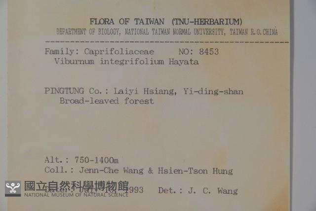 玉山糯米樹、狹葉糯米樹藏品圖，第2張