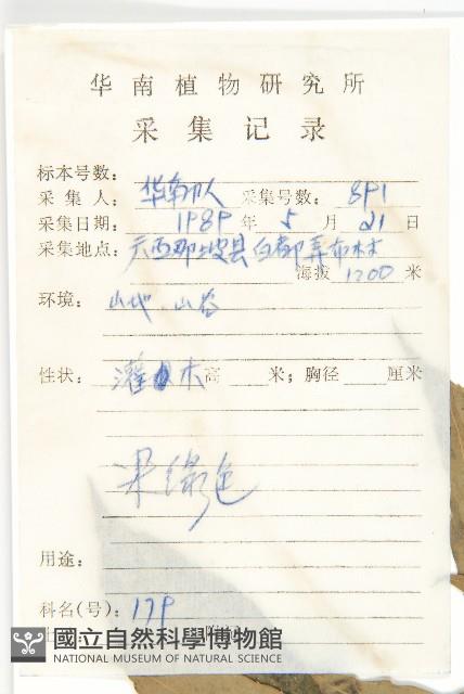 青莢葉藏品圖，第2張