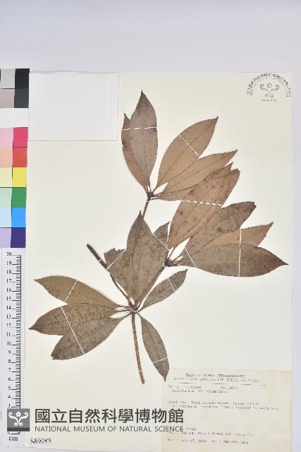 西施花、青紫木藏品圖，第1張