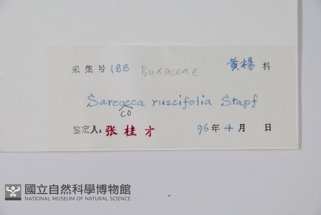 野扇花藏品圖，第2張