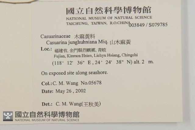 山木麻黃藏品圖，第2張