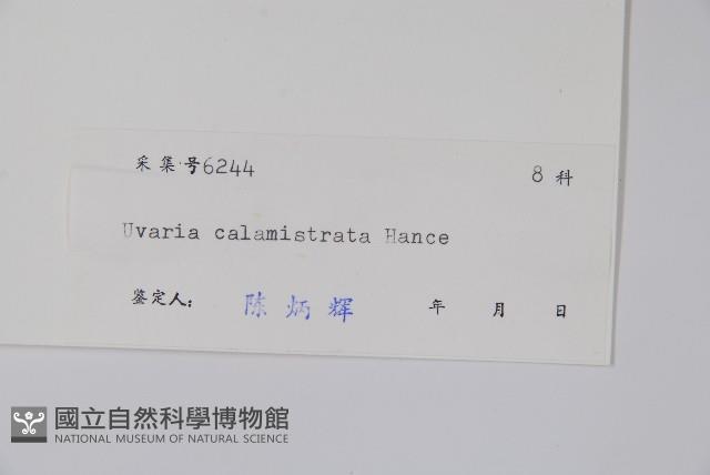 刺果紫玉盤藏品圖，第2張