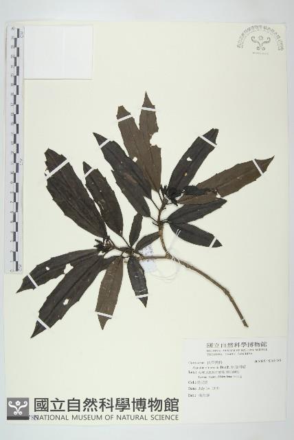 桃葉珊瑚藏品圖，第1張