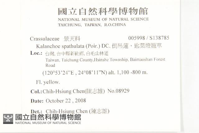 倒吊蓮、匙葉燈籠草藏品圖，第2張