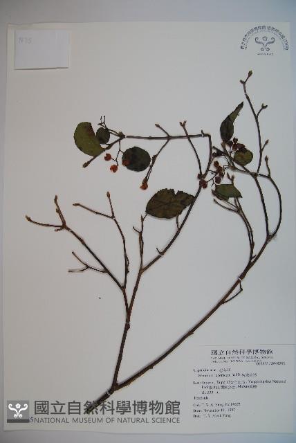 呂宋莢迷藏品圖，第1張