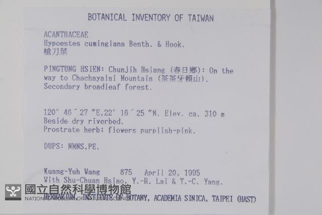 槍刀菜藏品圖，第2張